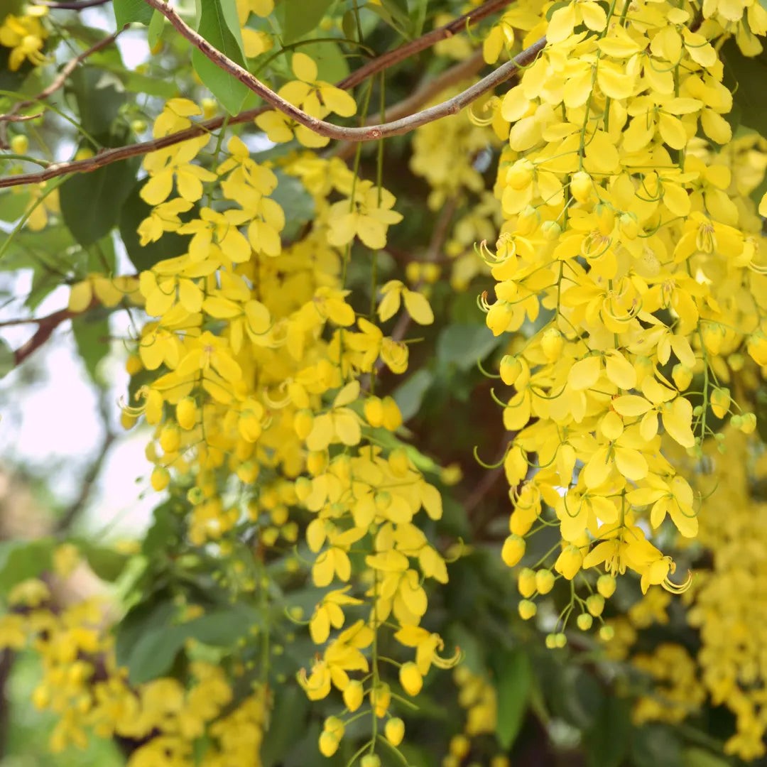 Amaltas