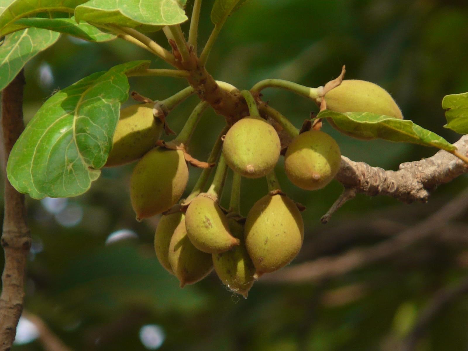 mahua